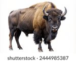 Bison isolated on white...