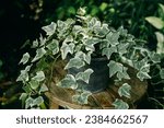 variegated ivy vine in black pot