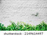 White brick wall background. Neutral texture of a flat brick wall close-up.
     
