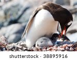 Small photo of A Gentoo Penguin mother is feeding regurgitated meal to her newborn chick at a penguin colony at Gonzalez Videla Antarctic Base, Paradise Bay, Antarctic.