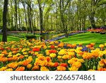 Small photo of Wallpaper from the Keukenof Gardens in Amsterdam. The garden known for the tulip season attracts millions of tourists every year.