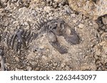 Small photo of Tyrannosaurus rex fossil skull and skeleton in the ground. background digging dinosaur fossils concept.
