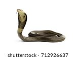 Isolated on white background of Snake monocled siamese cobra ( Naja kaouthia ). dangerous serious venomous cobra snake is a species widespread across South and Southeast Asia.