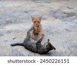 Two kittens were playing in the ...