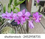 Larat orchids has purple color...
