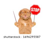 Smiling Puppy Holds Stop Sign...