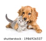 Small photo of English cocker spaniel puppy gnaw kitten's ear. isolated on white background