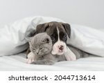 Cute German Boxer Puppy Hugs...