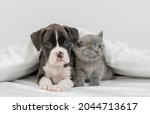 German Boxer Puppy And Tiny...