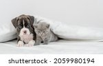 Sad German Boxer Puppy And Tiny ...