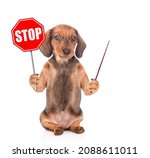 Dachshund Puppy Holds Stop Sign ...