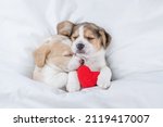 Small photo of Two cute Beagle puppies sleep with red heart together under a white blanket on a bed at home. Top down view