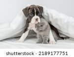 Cute German Boxer Puppy Hugs ...