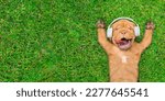Small photo of Happy mastiff puppy wearing headphones lies on its back on summer green grass and listens music. Top down view. Empty space for text