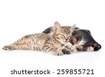 Kitten And Basset Hound Puppy...