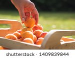 Picking Apricot During...