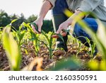 Small photo of Farmer examining corn plant in field. Agricultural activity at cultivated land. Woman agronomist inspecting maize seedling