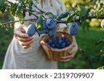Woman picking plum into basket in garden. Farmer harvesting fruit in orchard