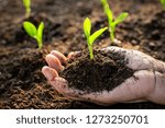 Corn Seedlings Are Growing From ...