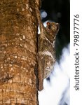 Small photo of Flying lemur hanging on the trunk of a tree