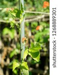 Small photo of Runner bean plant (Phaseolus coccineus) growing on beanpole