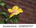 Yellow hibiscus flower lower...