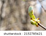 A chestnut bud on a tree branch on a blurry background. Young spring shoots conkers closeup	
