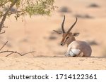 A Single Gazelle Resting In The ...