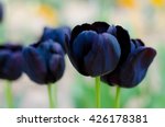 Black Tulips