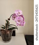 A blooming orchid plant with...