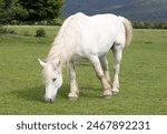 White horse eating grass in the ...