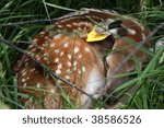 White Tail Fawn Deer