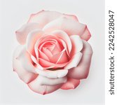 Top view of a pink rose on a...