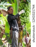 Small photo of Tenerife, Canary islands - October 15, 2018: Operator deflowering a bunch of bananas on a farm in the south of the island, image with selective focus