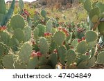 Prickly Pear Cactus Field