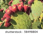 Prickly Pear  "opuntia"  Cactus ...
