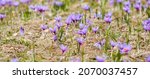 Saffron flowers on field. Crocus sativus plant on ground, closeup view. Harvest collection season in Kozani Greece