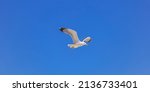 Herring gull white color  under ...