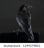 Black Crow Bird On A Black...