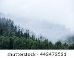 pine tree forest on mountain with mist