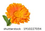 Calendula. Marigold Flower With ...