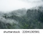 Amazing mystical rising fog forest trees landscape in black forest ( Schwarzwald ) Germany panorama background  - Dark mood	