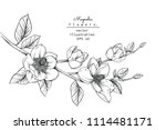 Sketch Floral Botany Collection....