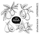 vector sketch avocado... | Shutterstock .eps vector #1698386821