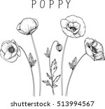 Drawing Flowers. Poppy Flower...