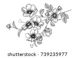 flowers drawing with line art... | Shutterstock .eps vector #739235977