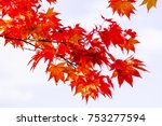 Maple Branch Tree On Isolated...