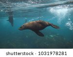 Cape Fur Seals  Arctocephalus...