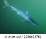 Small photo of blue shark, Prionace glauca, swimming in turbid waters off Cape Point, South Africa