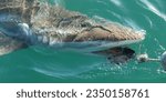 Small photo of bronze whaler or copper shark, Carcharhinus brachyurus, trying to take the bait, Gansbaai, South Africa